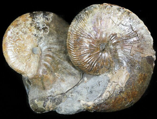 Pair Of Hoploscaphites Ammonites In Concretion - South Dakota #46869